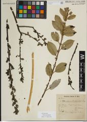 Foto von Salix myrsinifolia Salisb.